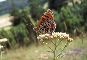 melitaea_didyma.jpg